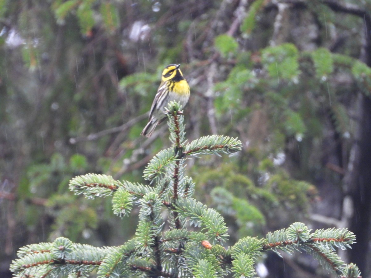 Townsend's Warbler - ML638218596