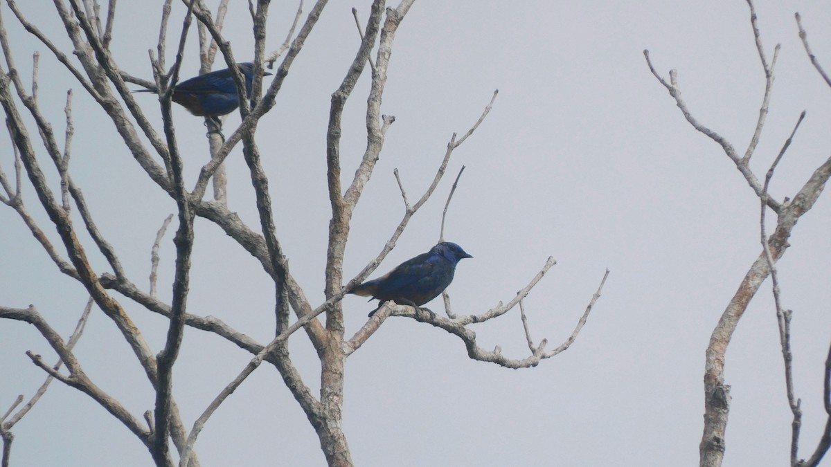 Opal-rumped Tanager - ML638218601