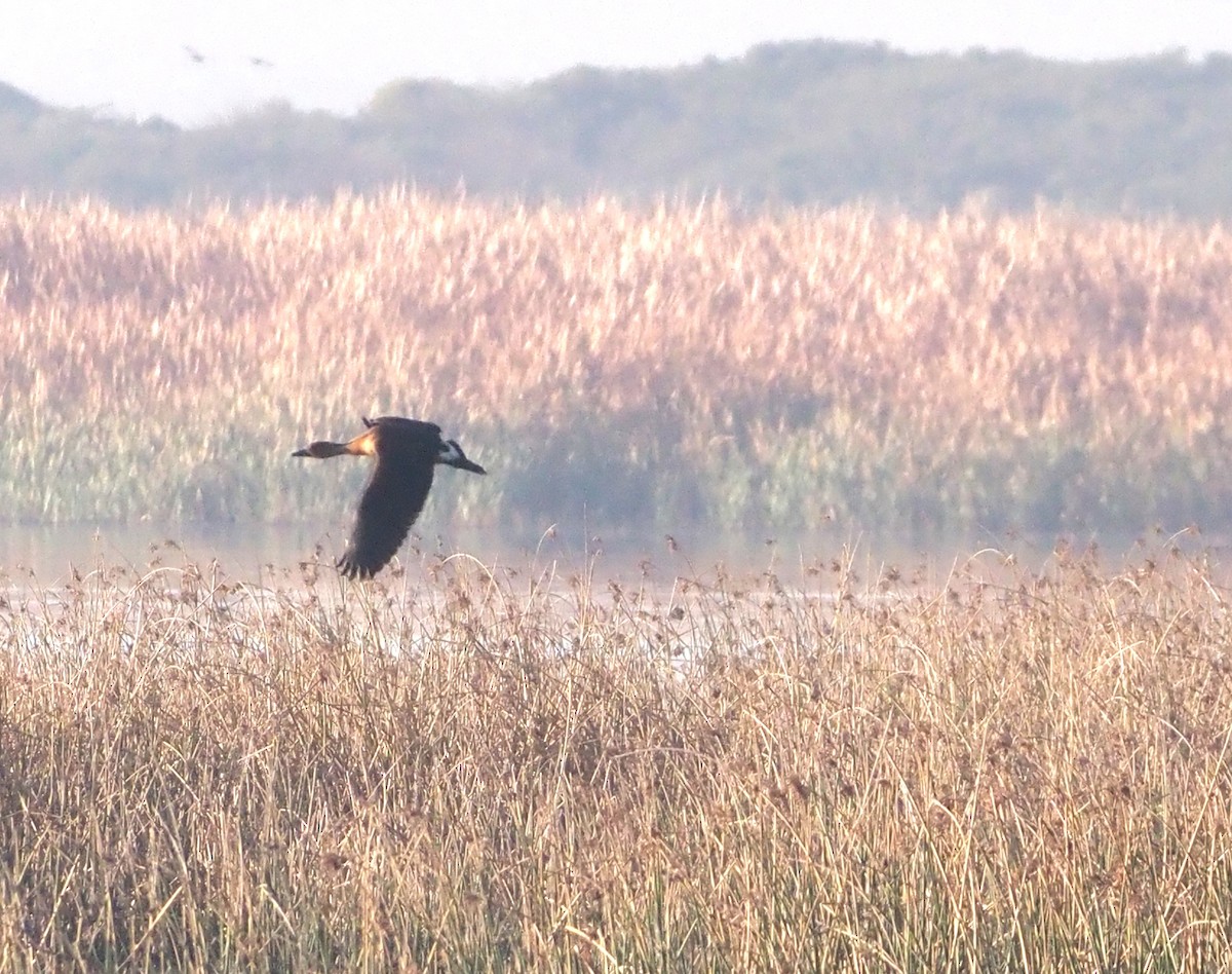 Fulvous Whistling-Duck - ML638218602