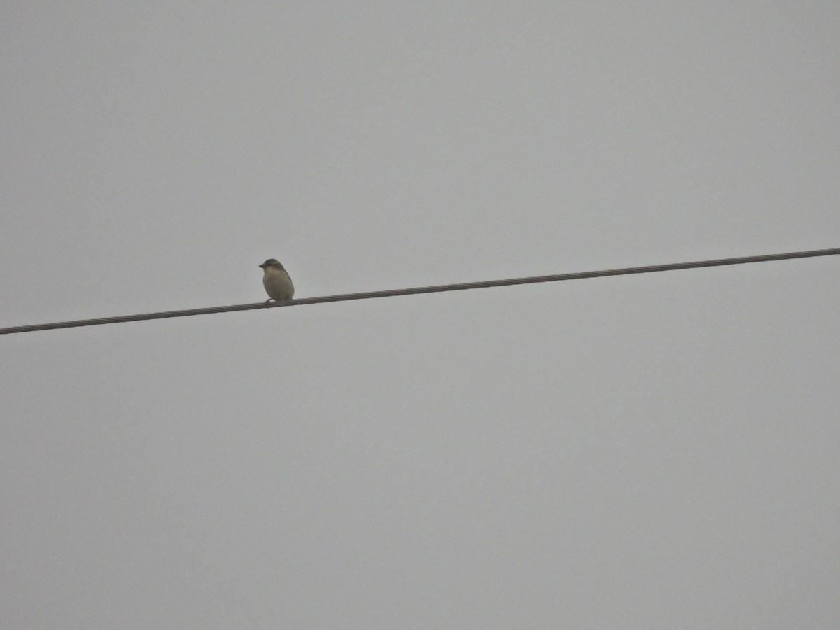 Russet Sparrow - ML638218611