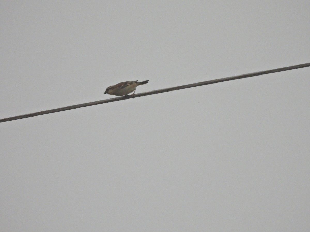 Russet Sparrow - ML638218613