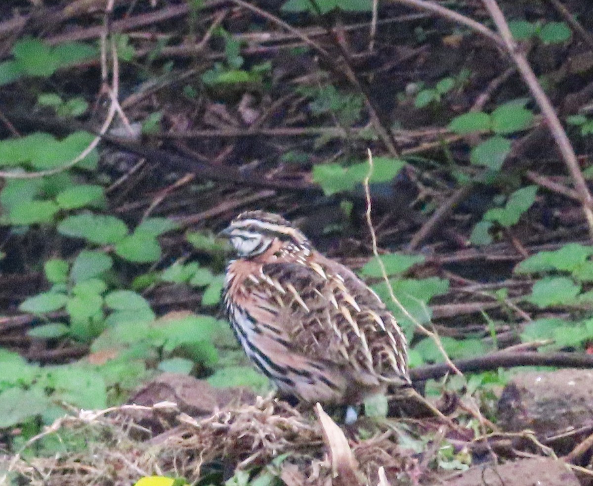 Rain Quail - ML638218614