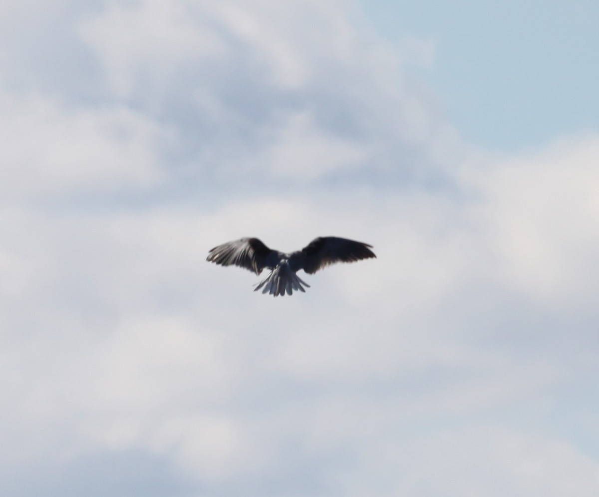 Black-shouldered Kite - ML638218624