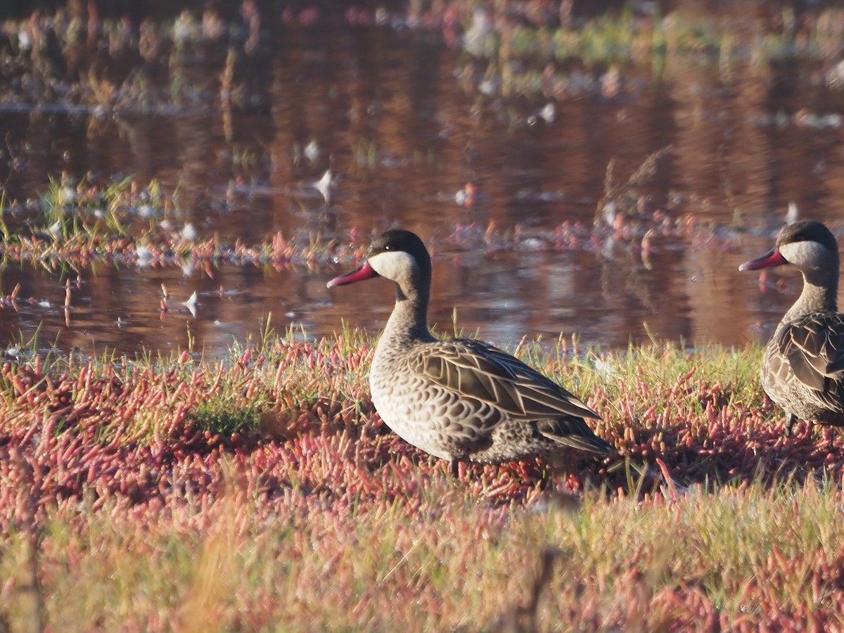Red-billed Duck - ML638218627