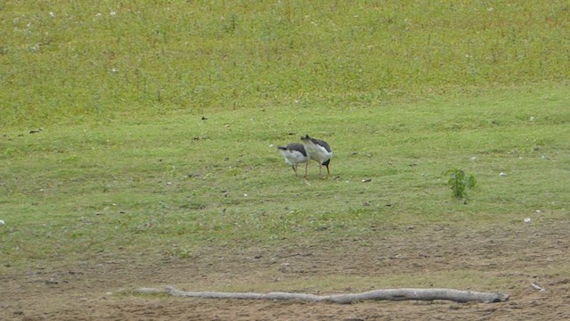 蠣鴴 - ML638218678