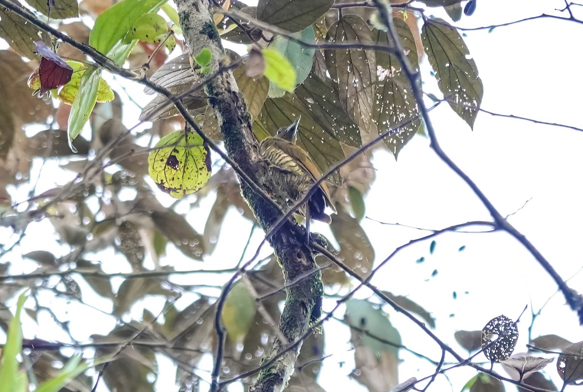 Rufous-winged Woodpecker - ML638218697
