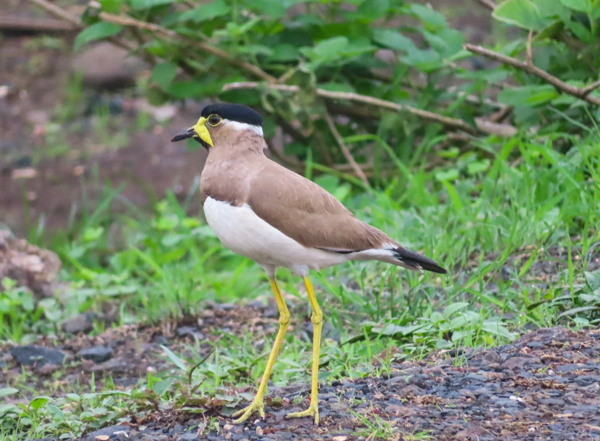 Yellow-wattled Lapwing - ML638218698
