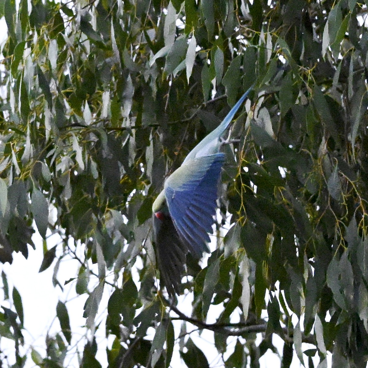 Rose-ringed Parakeet - ML638218699