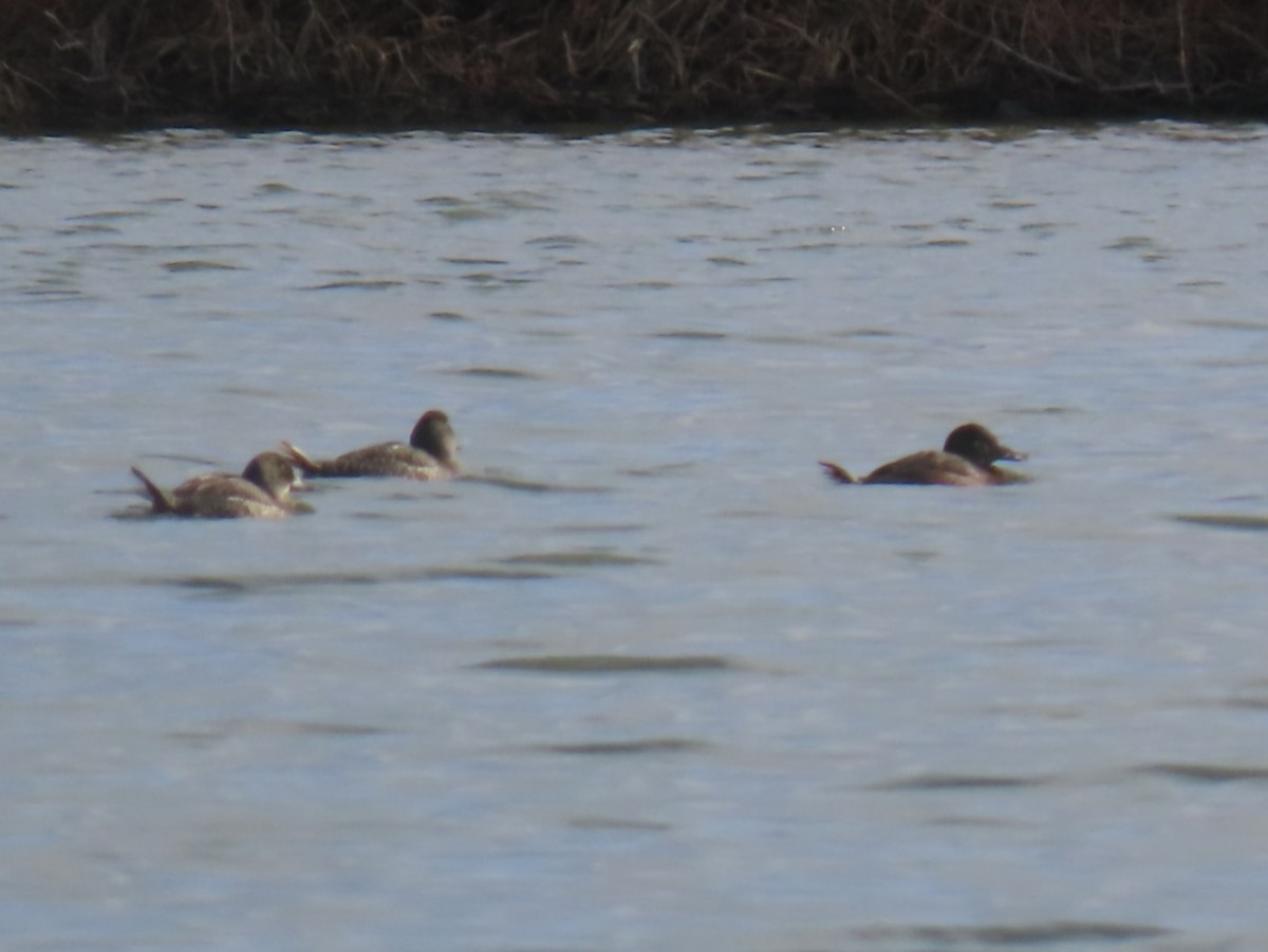 Blue-billed Duck - ML638218700