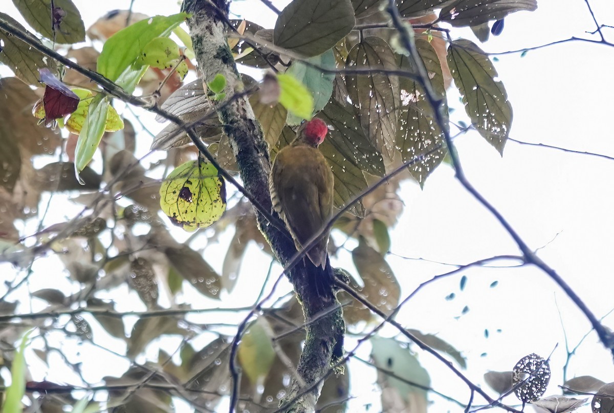 Rufous-winged Woodpecker - ML638218704