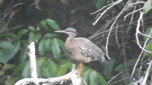 Sunbittern - ML638218708
