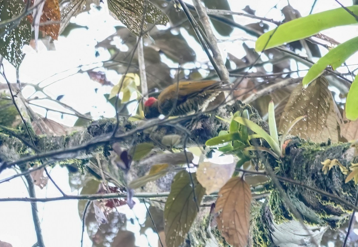 Rufous-winged Woodpecker - ML638218712