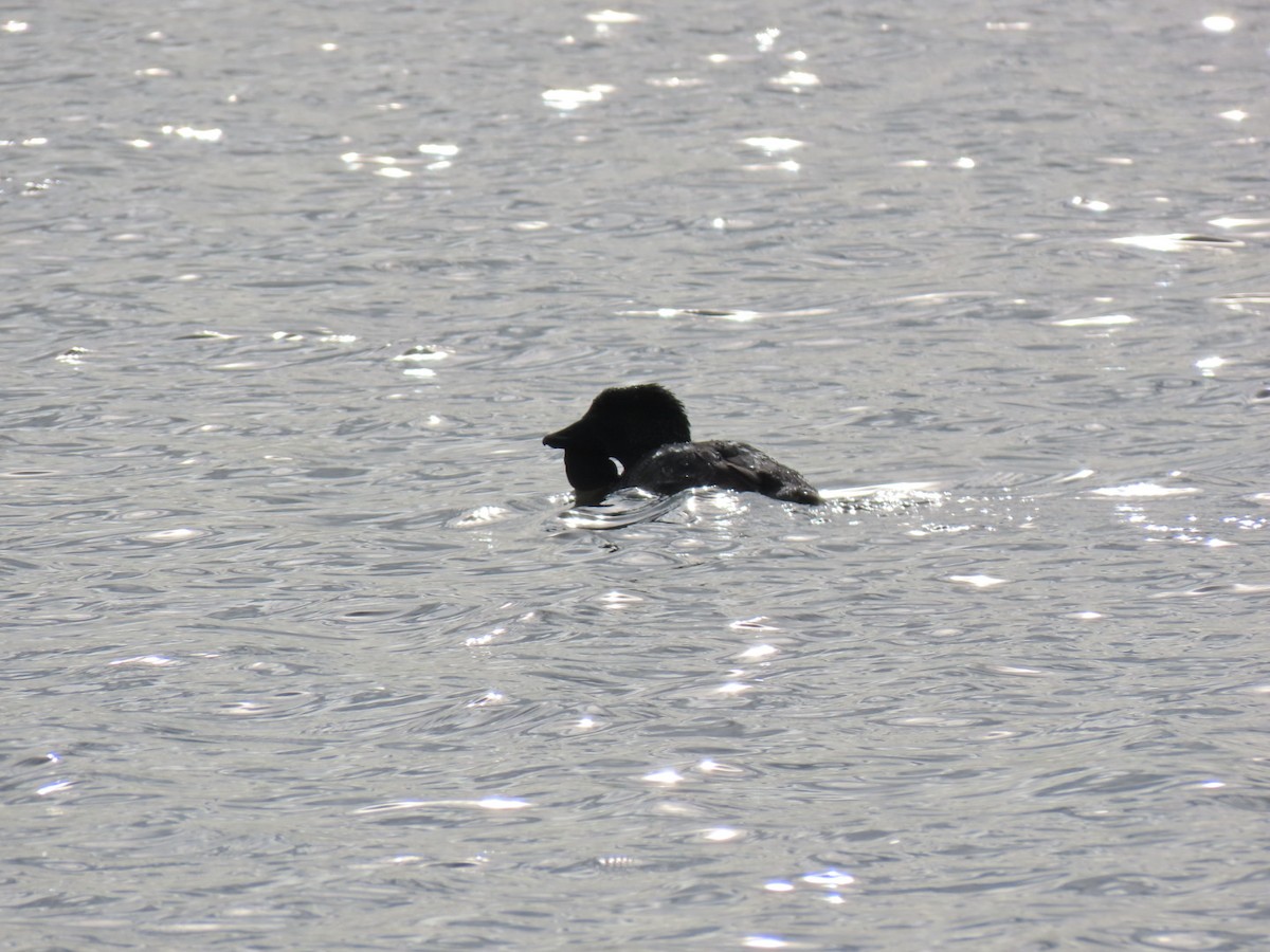 Musk Duck - ML638218714