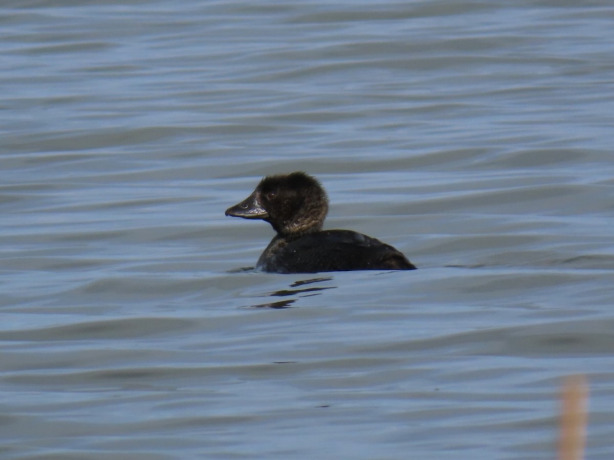 Musk Duck - ML638218715