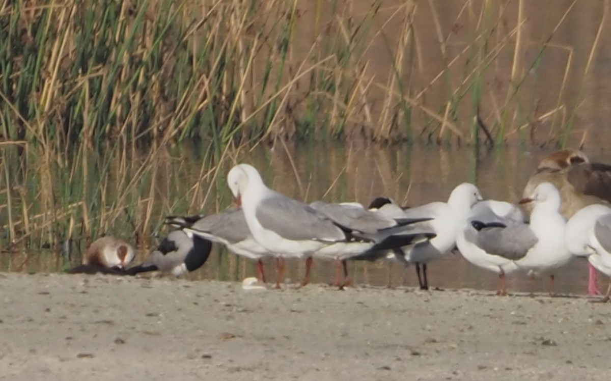 Gray-hooded Gull - ML638218717
