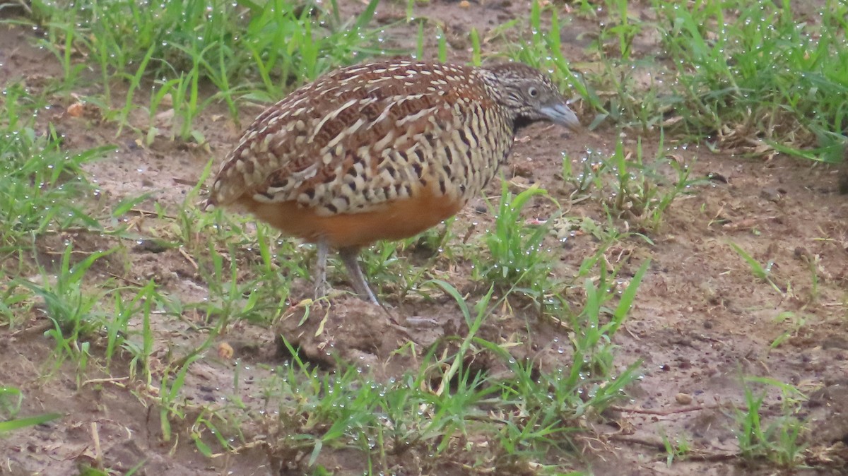 Barred Buttonquail - ML638218719