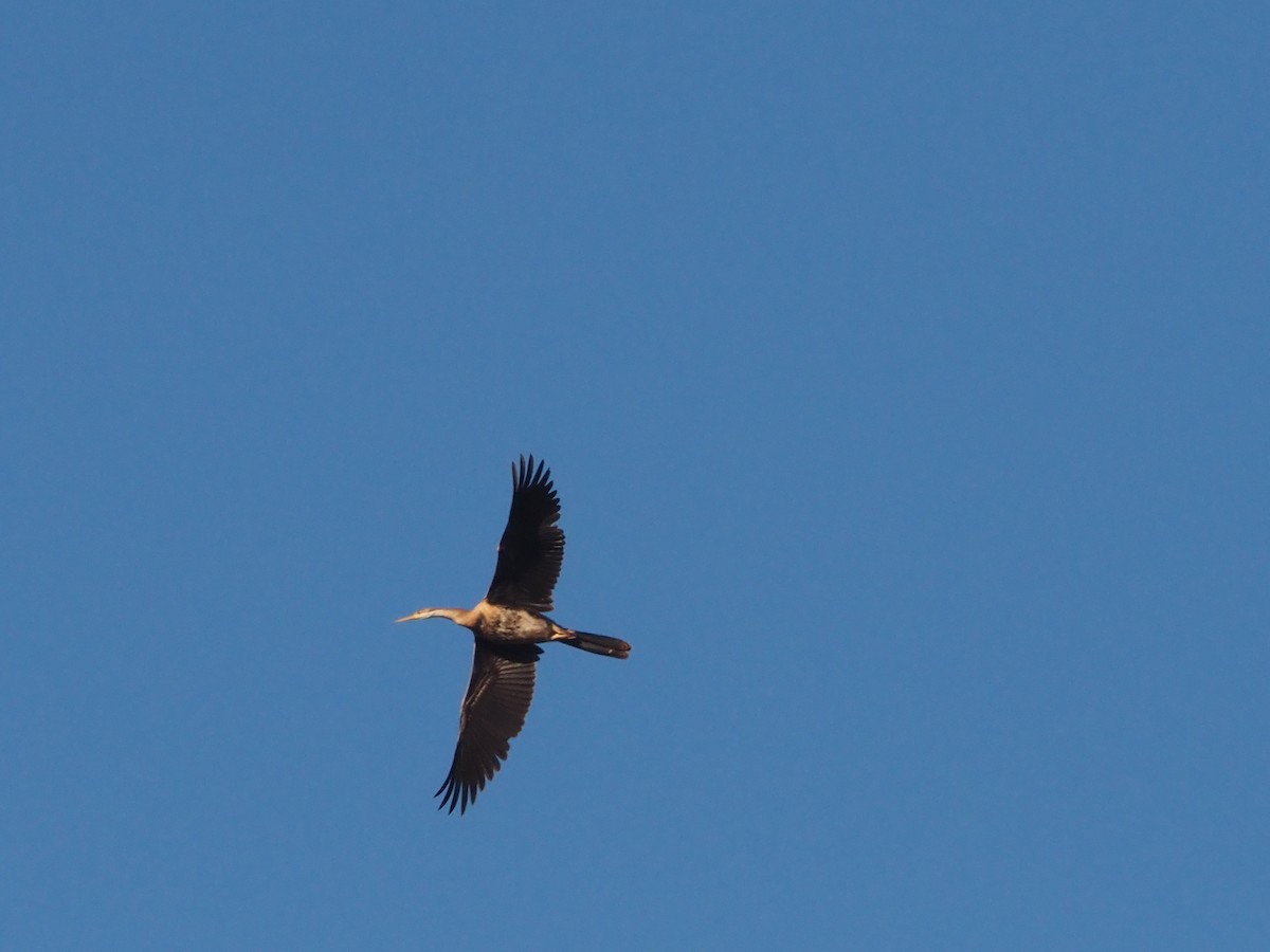 African Darter - ML638218723