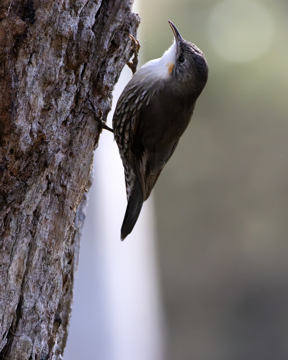 White-throated Treecreeper - ML638218725