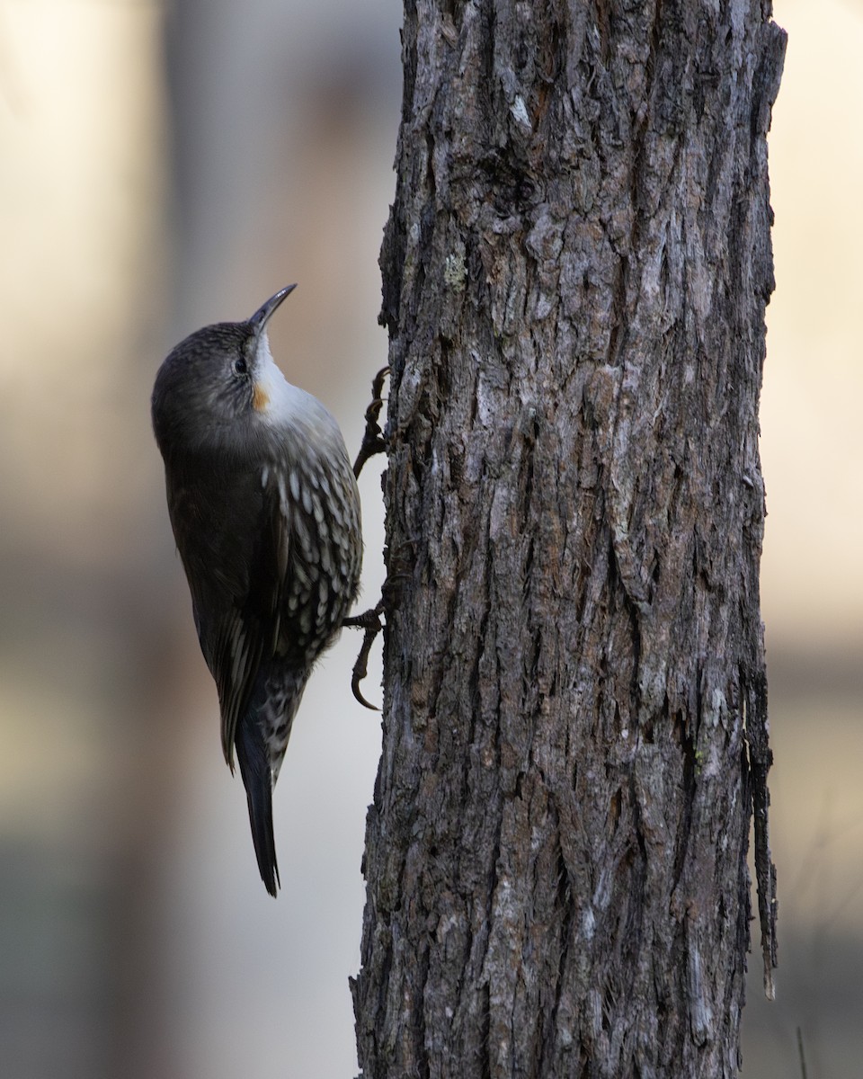 White-throated Treecreeper - ML638218726