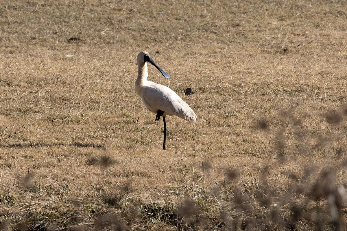 Royal Spoonbill - ML638218739