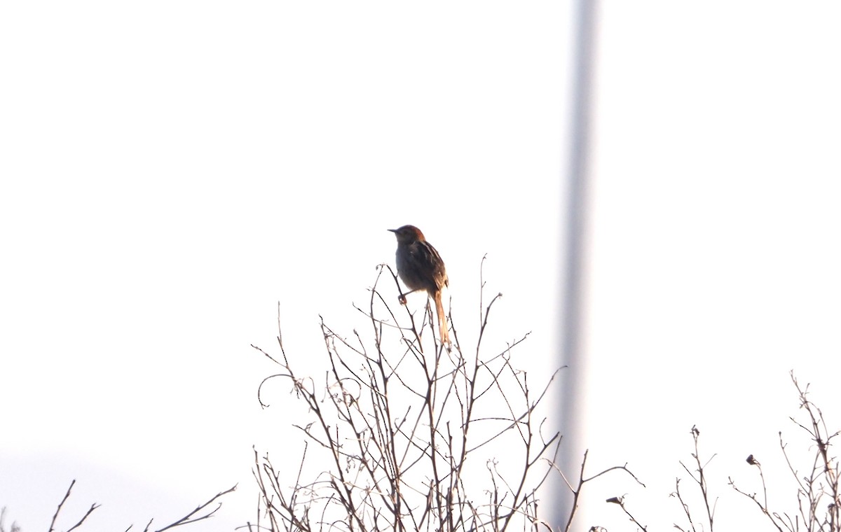Levaillant's Cisticola - ML638218740