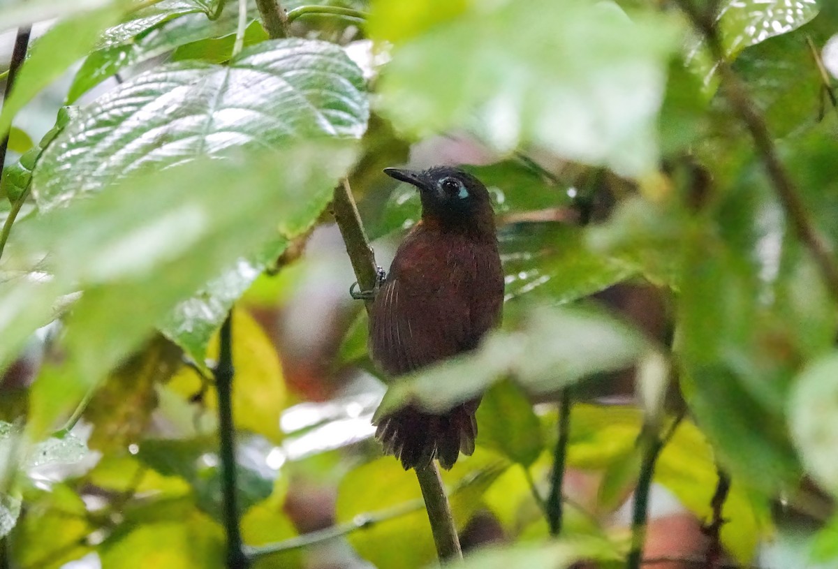 Chestnut-backed Antbird - ML638218744