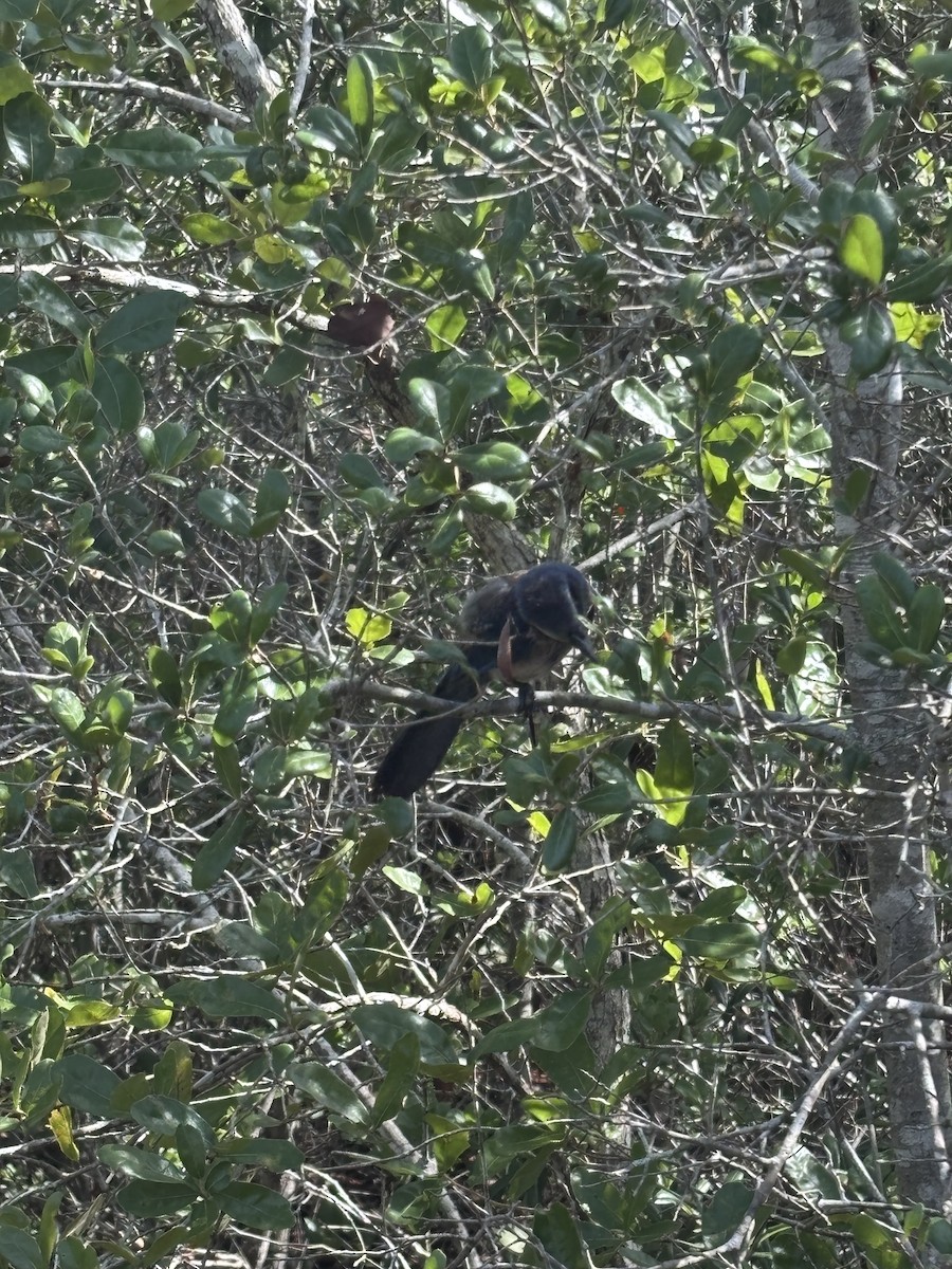 Florida Scrub-Jay - ML638218747
