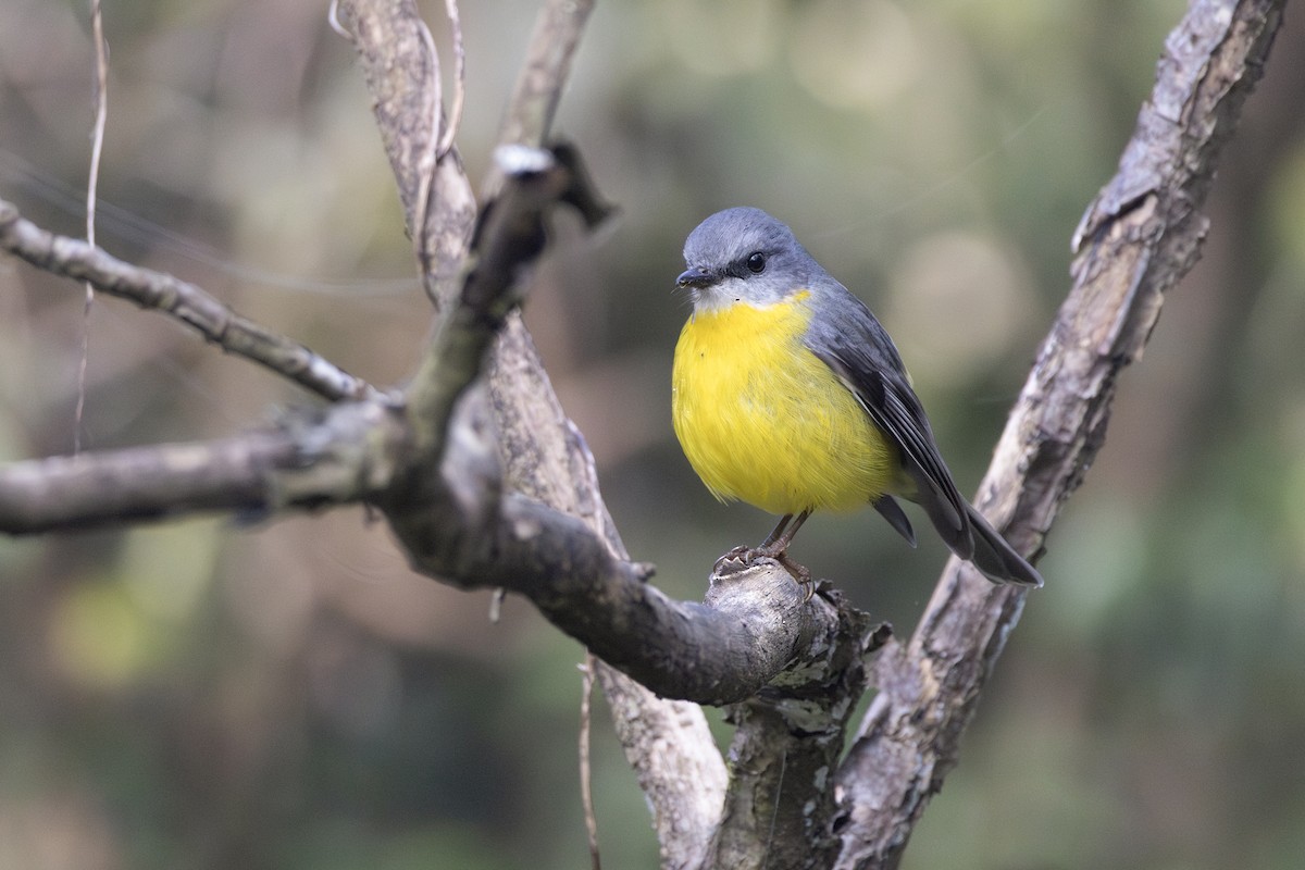 Eastern Yellow Robin - ML638218749