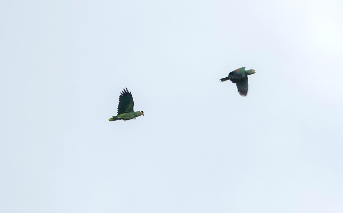 Red-lored Amazon - ML638218751