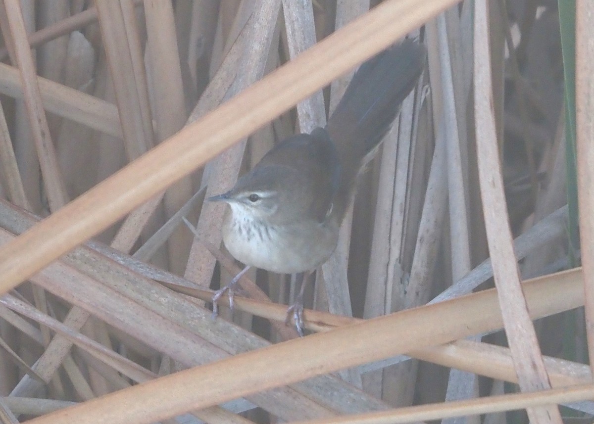 Little Rush Warbler - ML638218756
