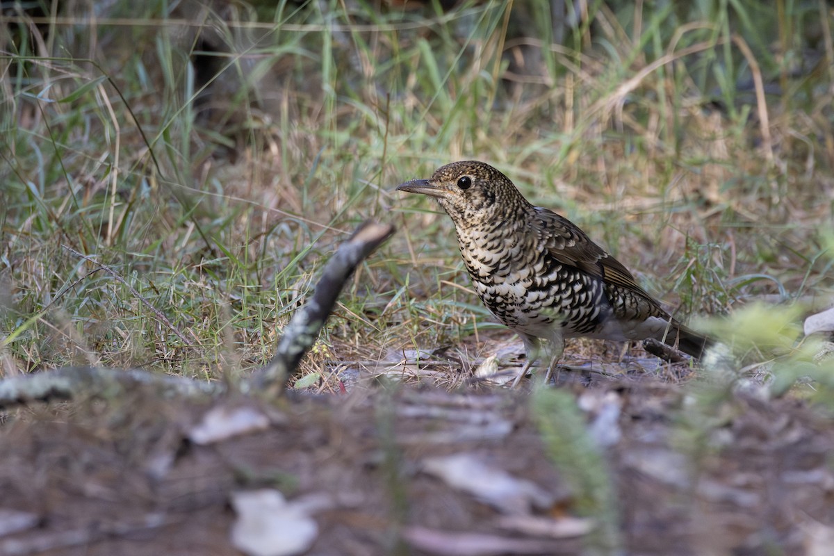 Bassian Thrush - ML638218763