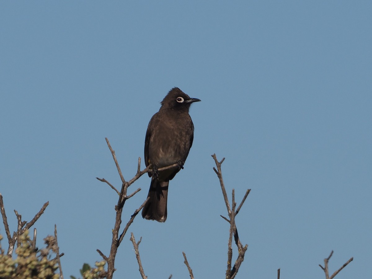 Cape Bulbul - ML638218766