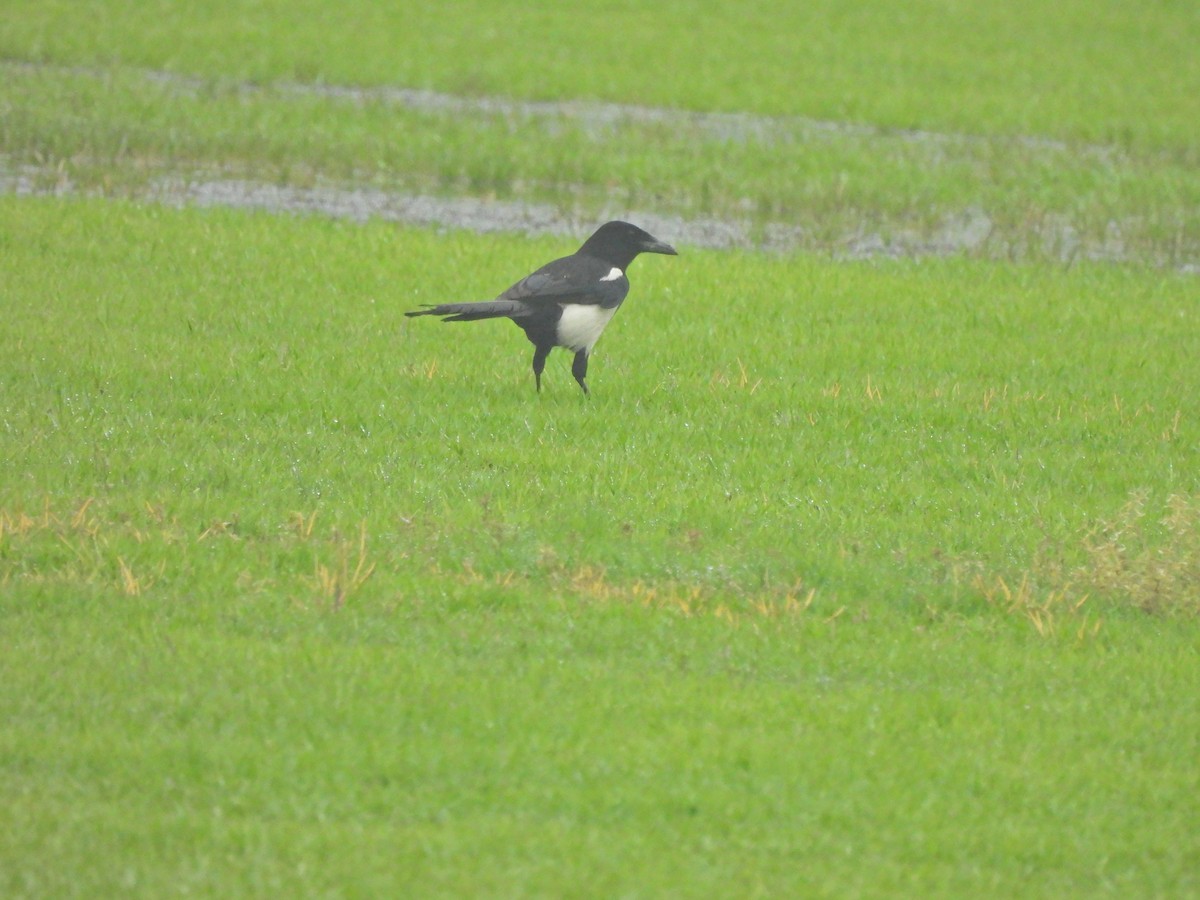Oriental Magpie - ML638218768
