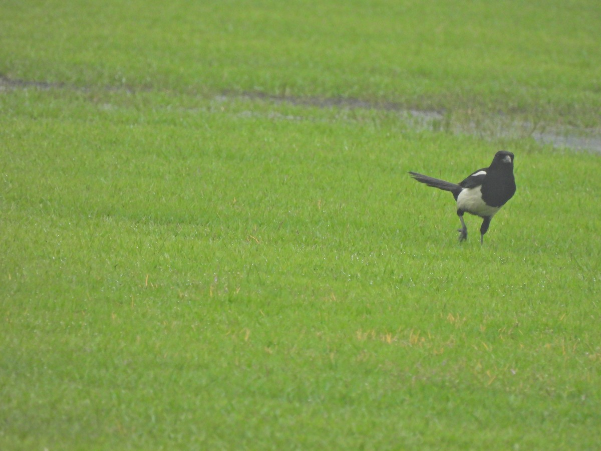 Oriental Magpie - ML638218769