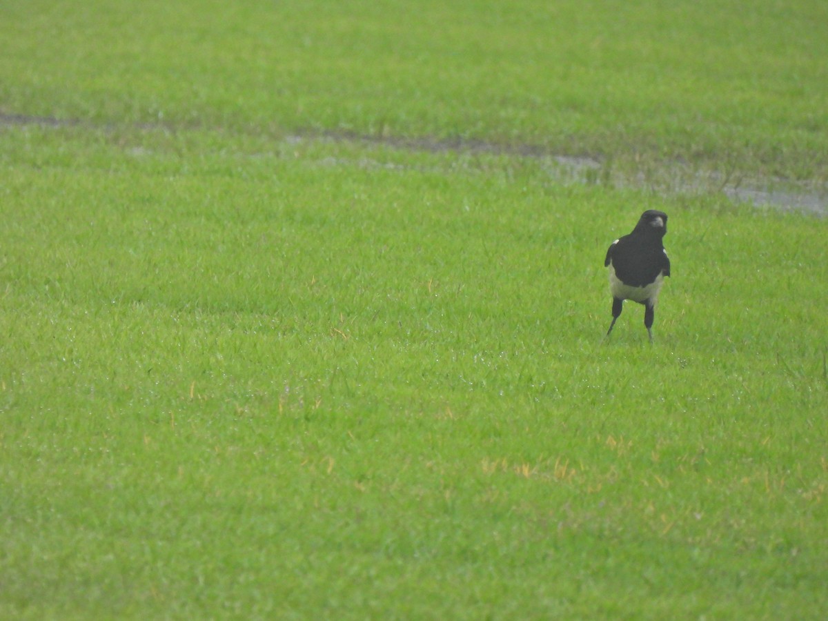 Oriental Magpie - ML638218770