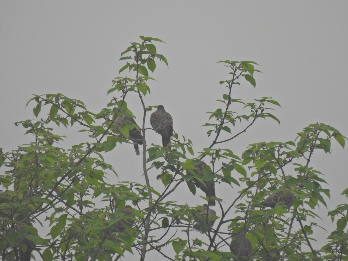 Oriental Turtle-Dove - ML638218772