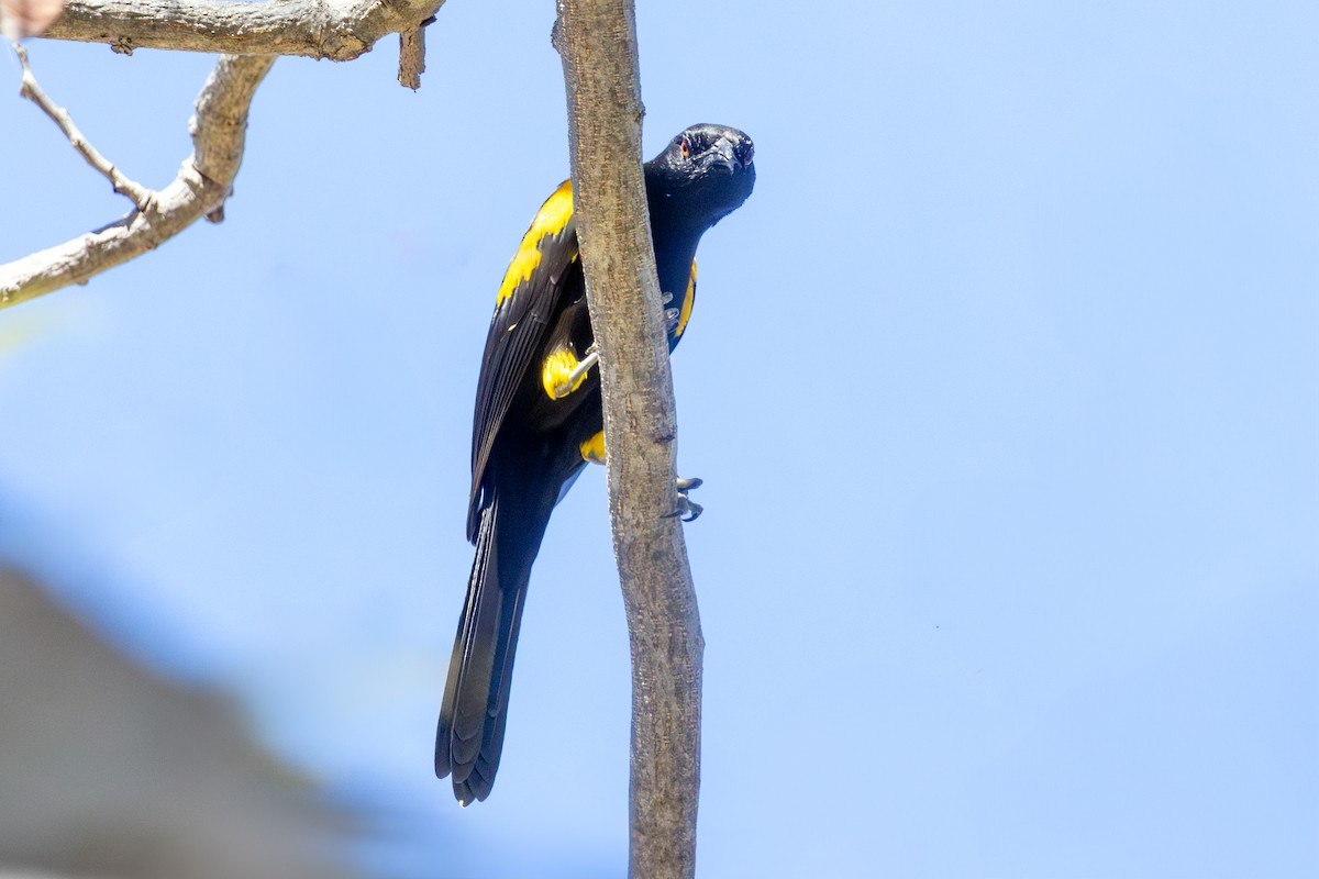 Variable Oriole - ML638218787