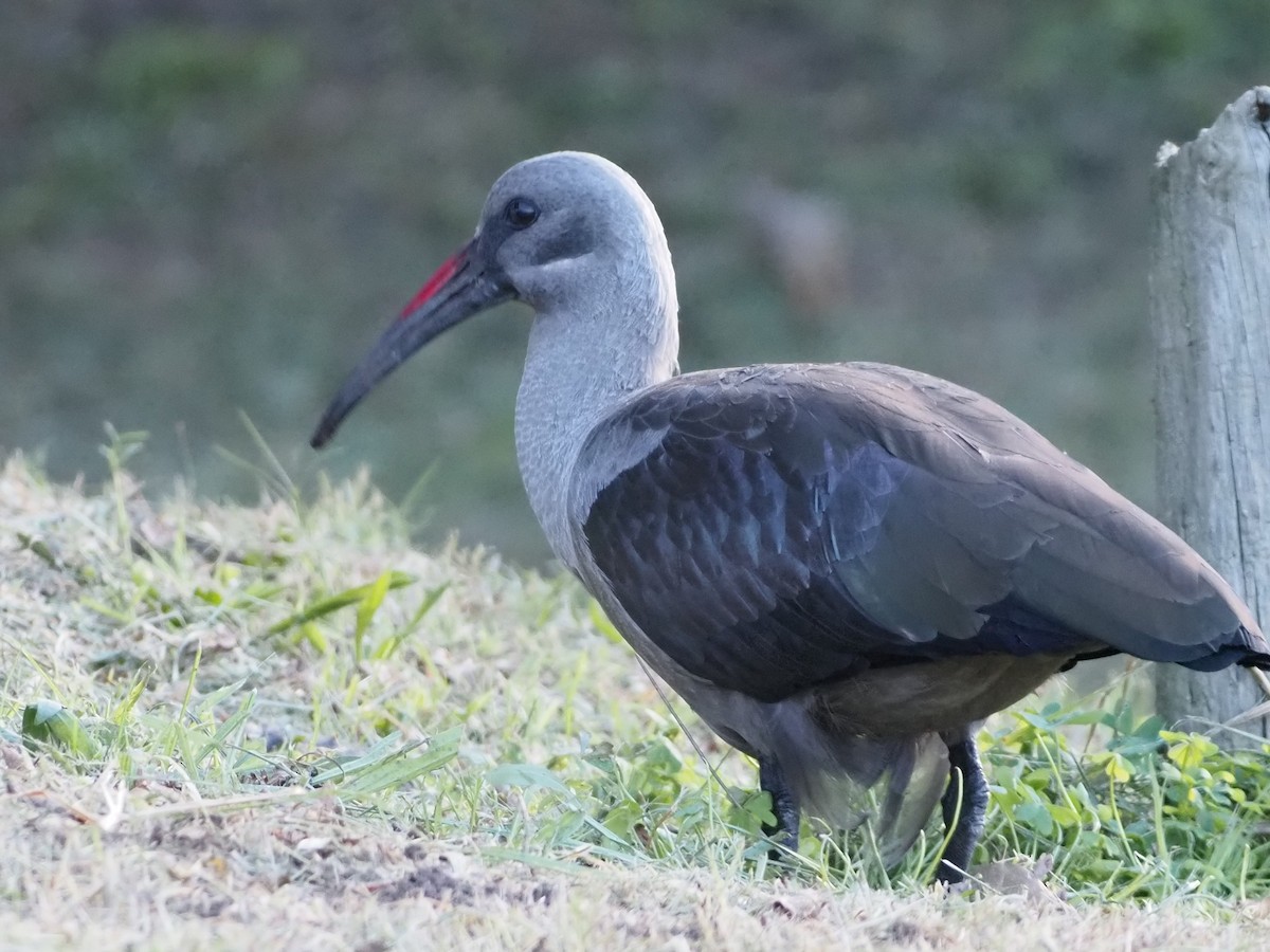 Hadada Ibis - ML638218802