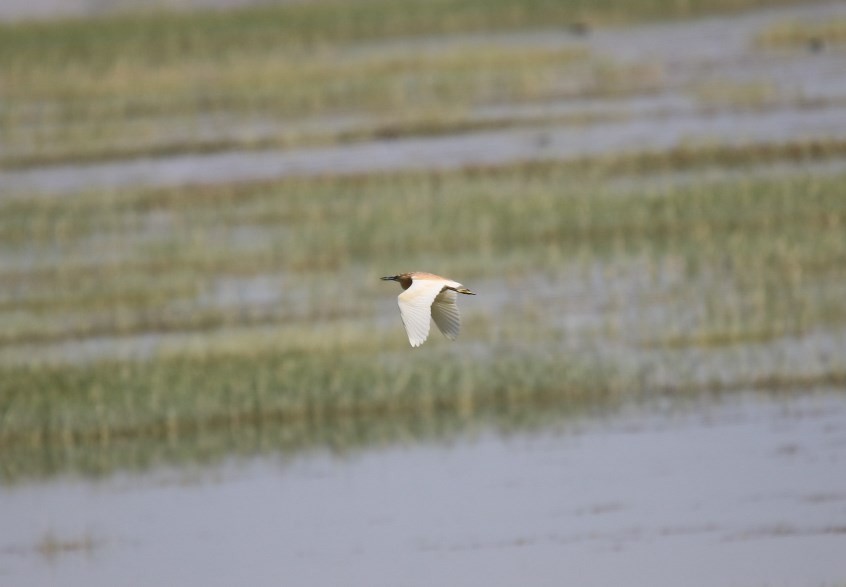 Squacco Heron - ML63821881