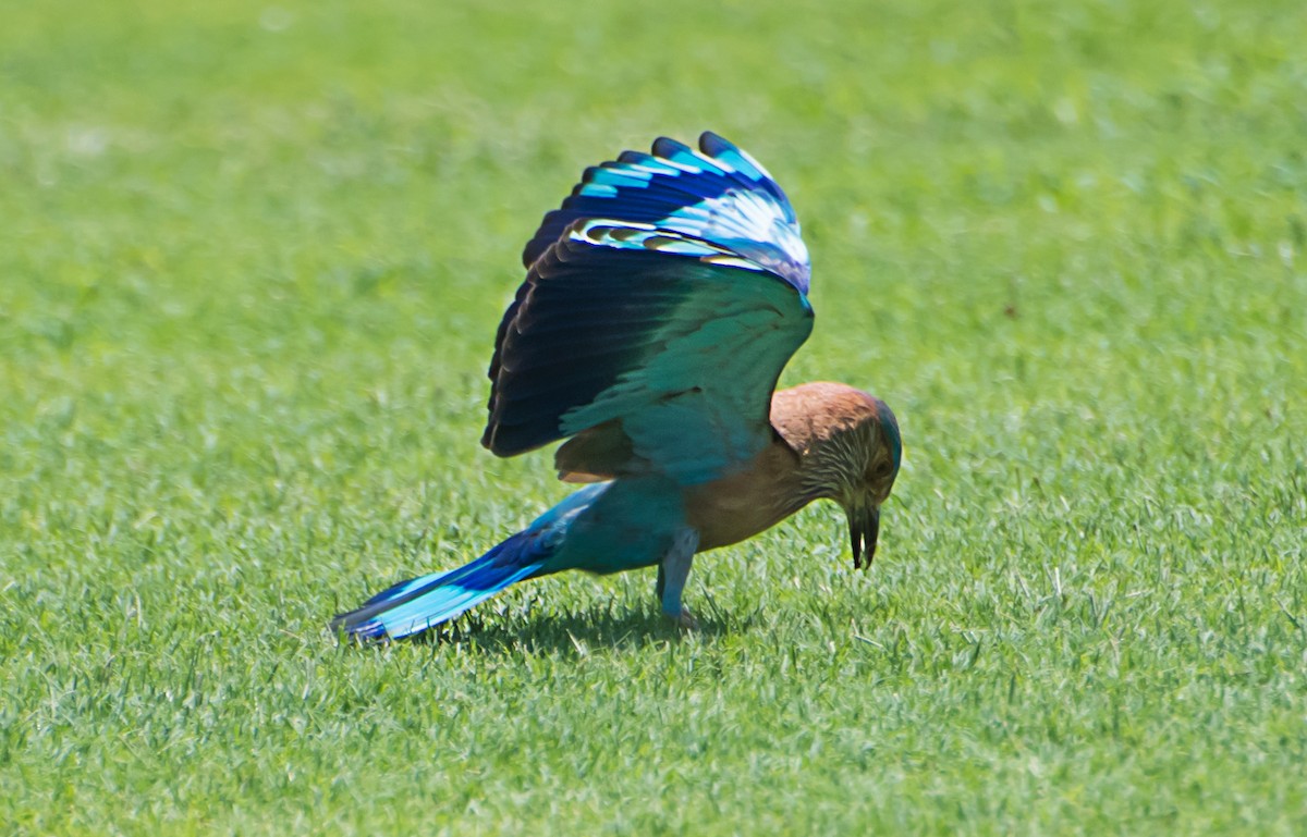 Indian Roller - ML638218820