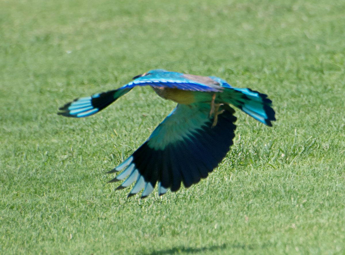 Indian Roller - ML638218821