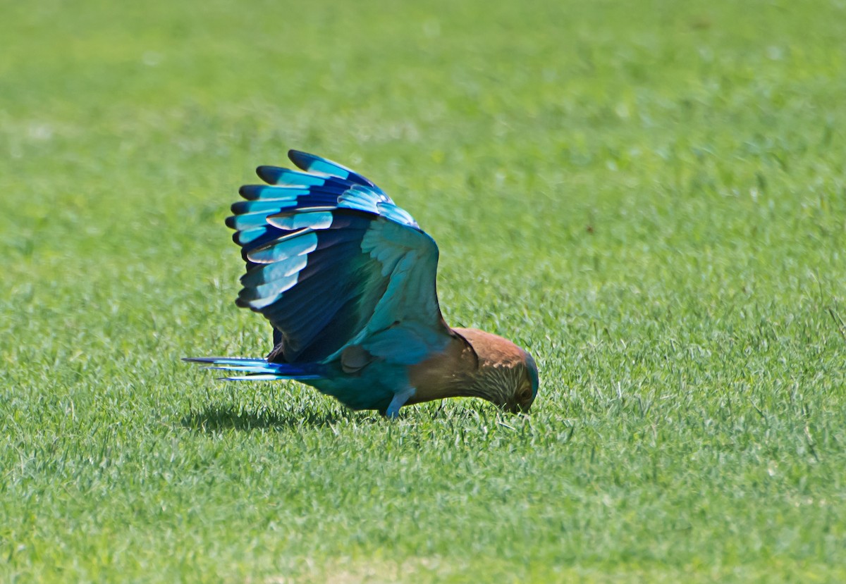 Indian Roller - ML638218822