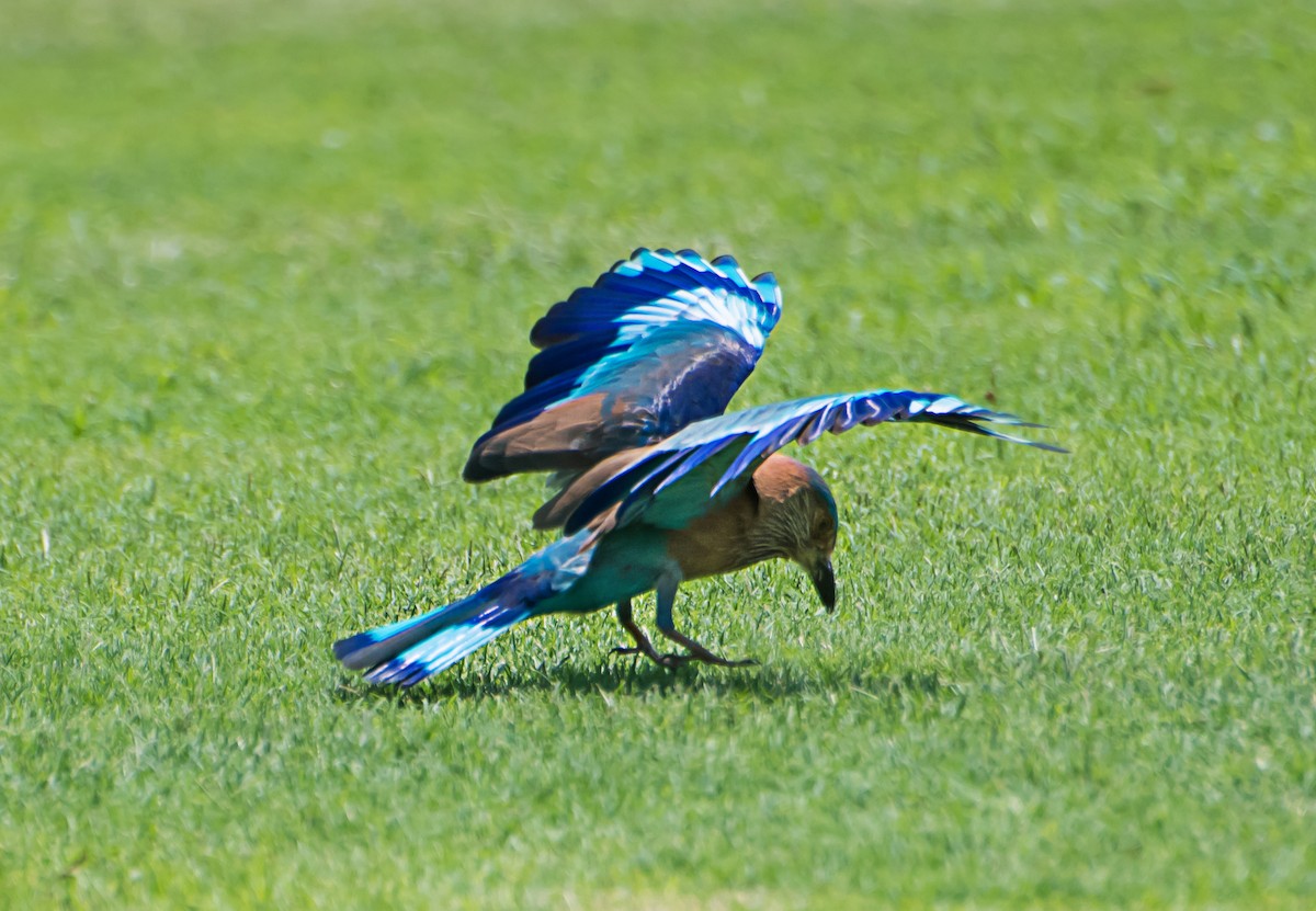 Indian Roller - ML638218823