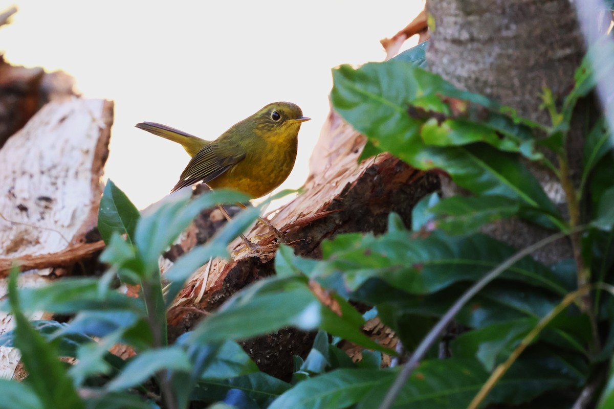 Golden Bush-Robin - ML638218824