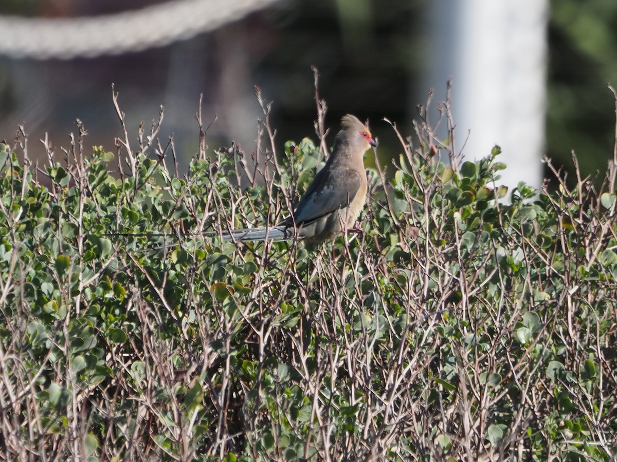 Red-faced Mousebird - ML638218839