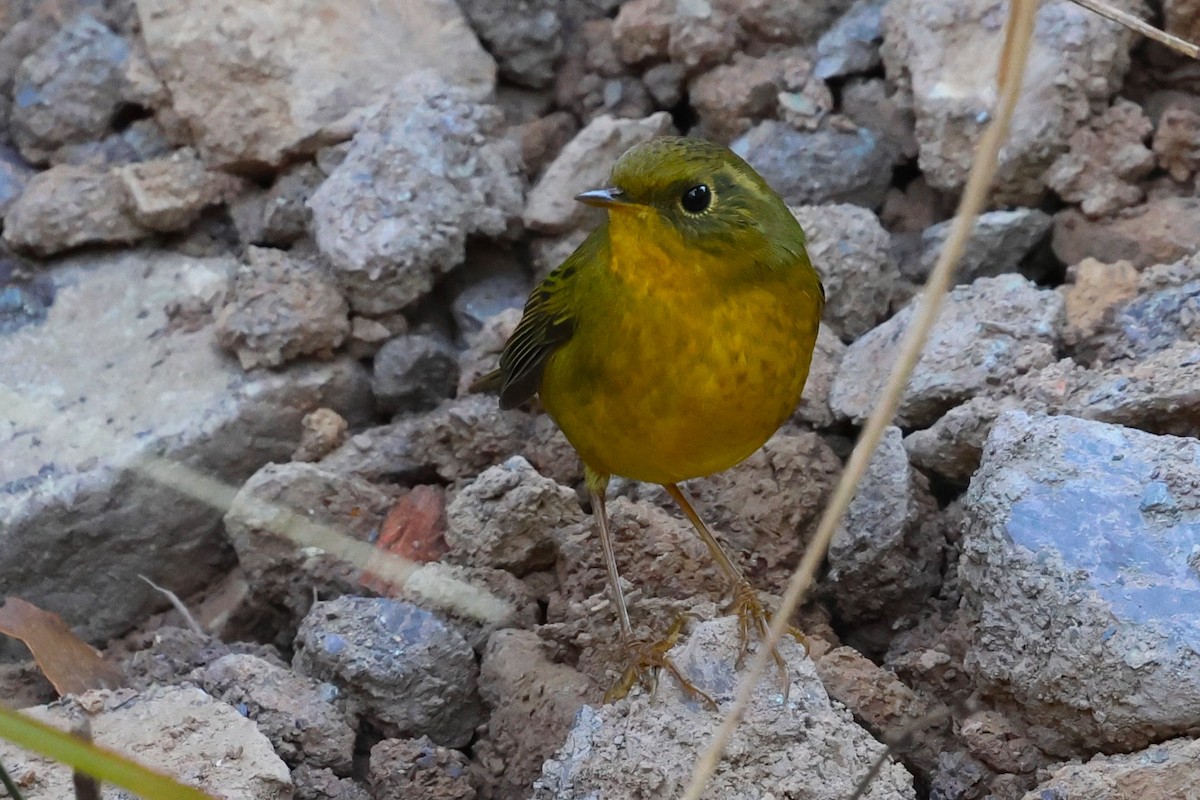 Golden Bush-Robin - ML638218844