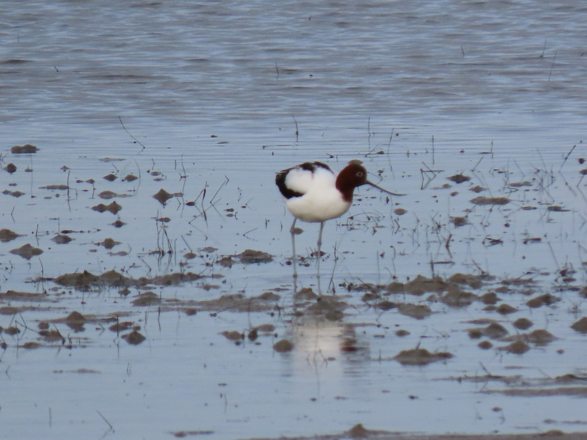 Red-necked Avocet - ML638218862