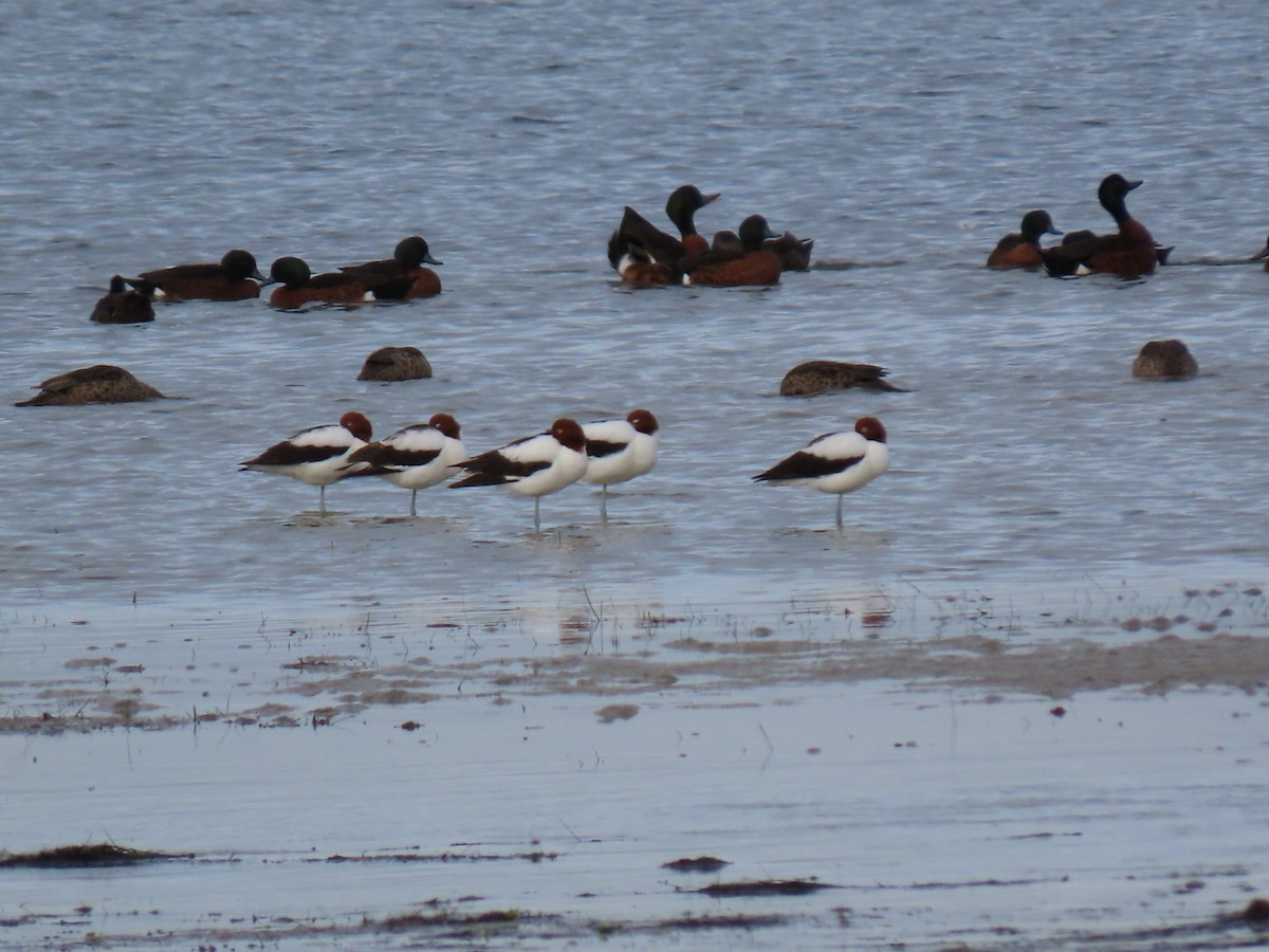 Red-necked Avocet - ML638218863