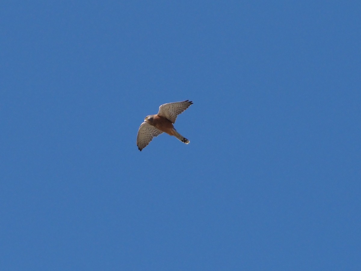 Rock Kestrel - ML638218895