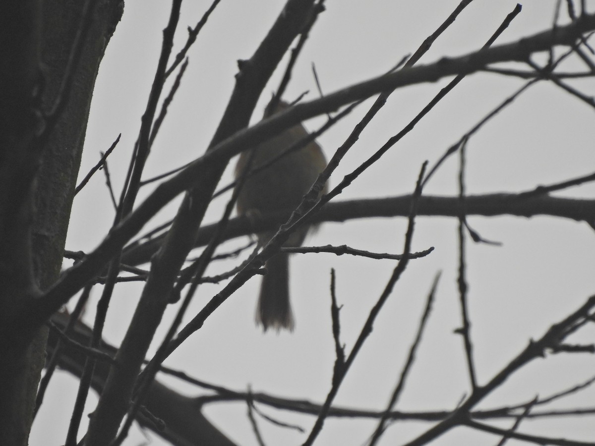Brownish-flanked Bush Warbler - ML638218896